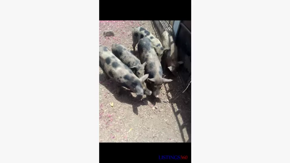 Vente Porcs / cochons en gros